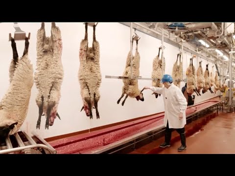 How Modern Processing of Sheep in Factories - Advanced Robotic Machines