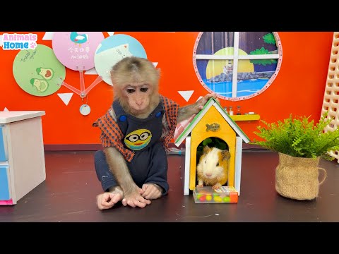 Smart Obi Takes Care of Baby Mice with Dad | ANIMALS LIFE
