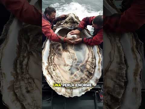 Estos pescadores capturan una ostra gigante con una ENORME PERLA 😱🦪