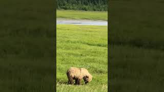 Wild animal???  #wildlife #green #nature
