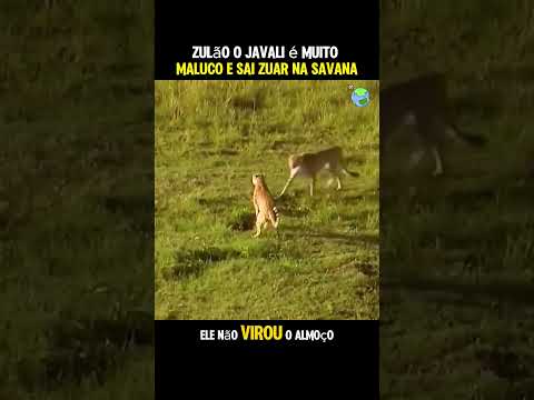 Zulão o Javali está diferente #animais #curiosidades #humor #africa #javali #savana #leão #shorts