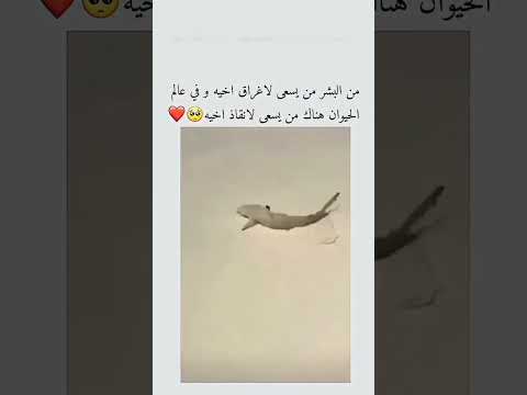 من البشر من يسعى لأغراق اخيه #اشترك_بل_قناة_وفعلو_الجرس_ليصلكم_كل_جديد #اكسبلور #لايك #حكم #معلومات