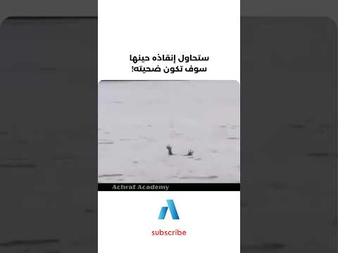 يجب عليك مشاهدة هذا الفيديو | ستحاول إنقاذه حينها سوف تكون ضحيته!