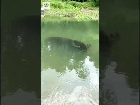 Water Buffalo Swimming - Vía mouse1121