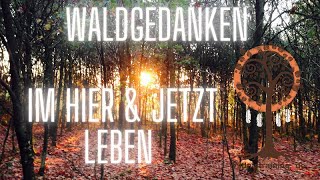 Waldgedanken: Im Hier & Jetzt leben - mit allen Sinnen in der Natur
