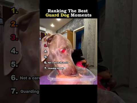 Ranking The Best Guard Dog Moments