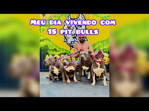 Como ter mais de um pit bull