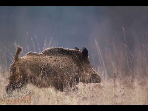 Chasse aux sangliers en battue - Triple caméras embarquées - Chasse HD