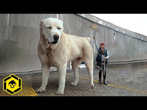 TOP 10 RAZAS DE PERROS MAS GRANDES DEL MUNDO