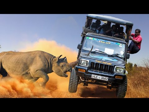 Film Crew Panics as Rhino Attacks, Filming Turns into Disaster