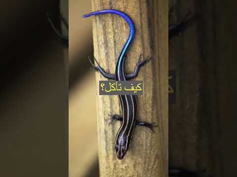 قصه الرجل اليابانى والسحليه