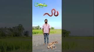 Flying body parts matching new vfx vs insects, green lizard vs running horse - Funny magic 😀
