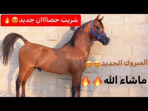 بعد غياب طووويل شريت حصان جديد😍🔥🐎