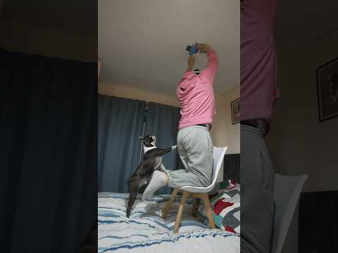 My dog is caught on 4k again ? #shorts