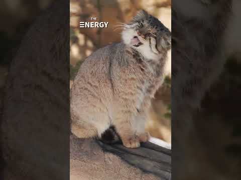 แมวพัลลัส เหมียวขาสั้นขนฟู ผู้ขโมยใจมนุษย์ | THE ENERGY