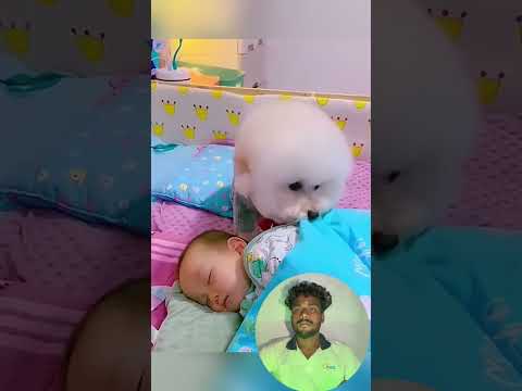 Funny stories about babies and dogs ❤️ #pet #cat #dog #cute #animals #foryou #typ