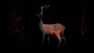Animism: Not Everything is Alive