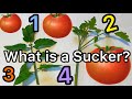 Tomato Plant Care and Management