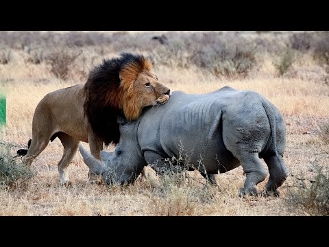 الأسد يهاجم وحيد القرن ويدفع الثمن سريعًا!!