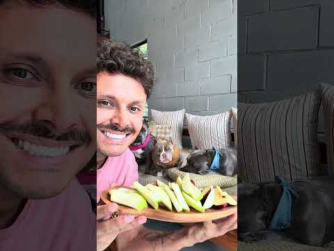 O seu cão pode comer … Maçã 🍎🍏