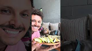 O seu cão pode comer … Maçã 🍎🍏