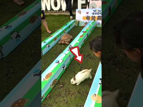 Race of the tortoise and the hare 😱