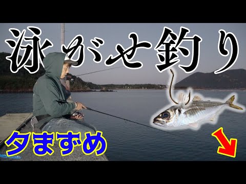 夕まずめに堤防から生きた鯵を餌にして大物を狙う！