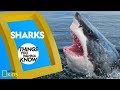 Sharks: Superheroes of the Sea