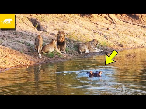 HIPOPOTAMO ATACA A LEONES EN UNA BATALLA EN UN RIO