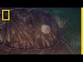 Green Sea Turtle Knowledge Assessment