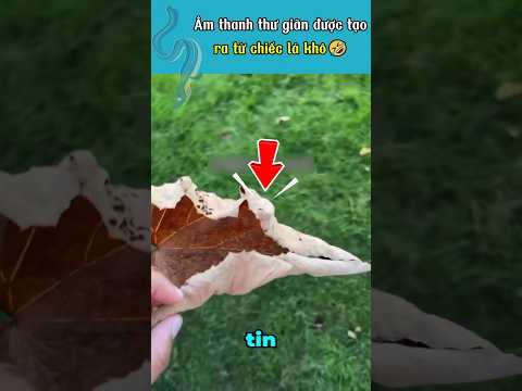 Nghe mà sướng cái lỗ tai luôn 🤣