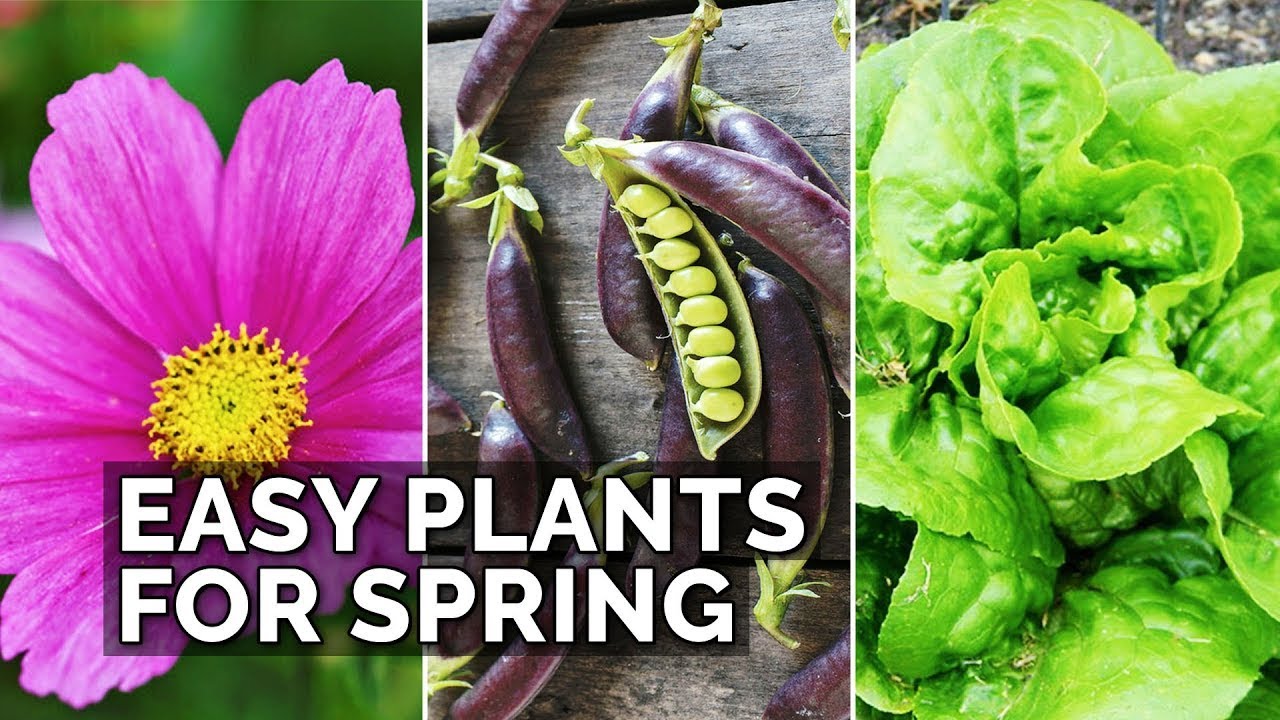 6 Easy Plants to Grow in Your Spring Garden