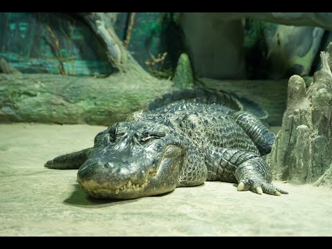 Alligator World Coupons 07 2021 - how to get chillin gator on pc roblox