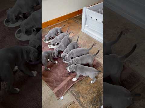 Blue Staffy Puppies Go Wild for Warm Goat’s Milk Treat | One Nearly Missed Out!