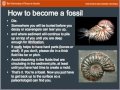 Faunal Succession and Index Fossils