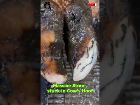Massive Stone stuck in Cow’s Hoof ?? #tiktok #fyp #viral #cow #hoof #hoofcare #hoofpicking #hoof