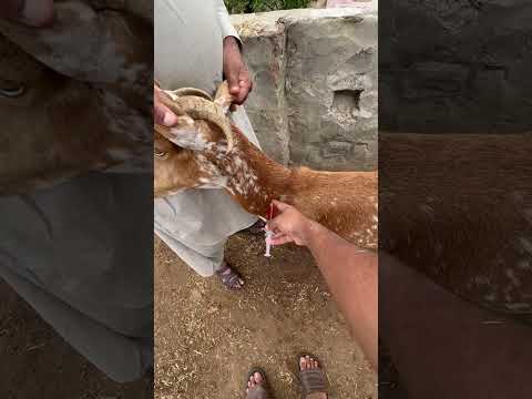 Goat treatment/vet dr Afaq rana/