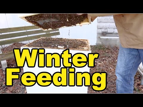 Beekeeping | How To Help Your Bees Survive Winter