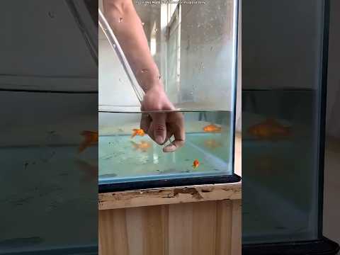 Golden fish stuck in pipe epic rescue #shorts #short #trending #viralshorts #facts #reels