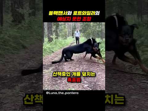 산책중인 개를 덮치는 흑표범