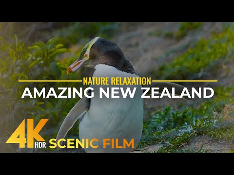 Amazing Landscapes & Wildlife of New Zealand in 4K HDR - Scenic Nature Film + Real Sounds & Music