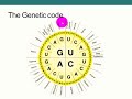 DNA Replication, Transcription, and Translation Insights