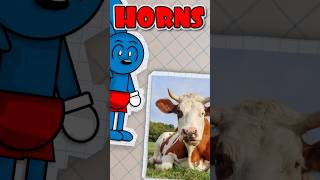 Why Cows Have Horns?