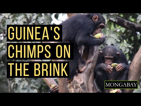 YouTube video thumbnail: Guinea's Chimpanzees on the Brink