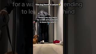 This dog might need a good lawyer for compensation 🤣