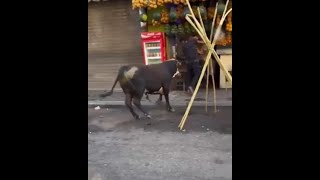 أقوى تجمــ😂ــيعة فيديوهات لهروب العجول فى العيد 😂