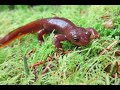 Newt Adaptations and Natural Selection