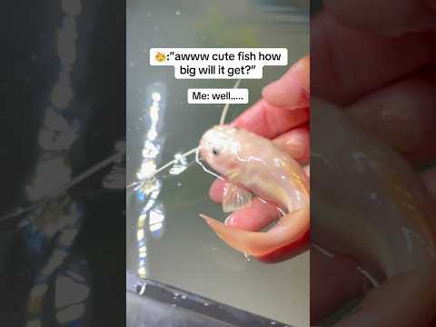 My catfish became a GIANT….