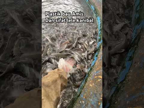 Budidaya lele sukses kolam terpal pakan alternatif pengusaha muda peternak ikan Budhy creator