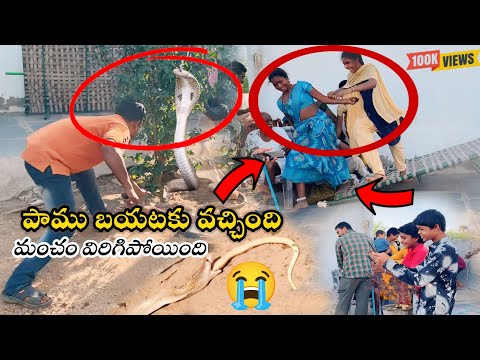 Indian spectacled venomous cobra snake rescue rescue Gonegandla to Gudur mandalam lo  {9966333589